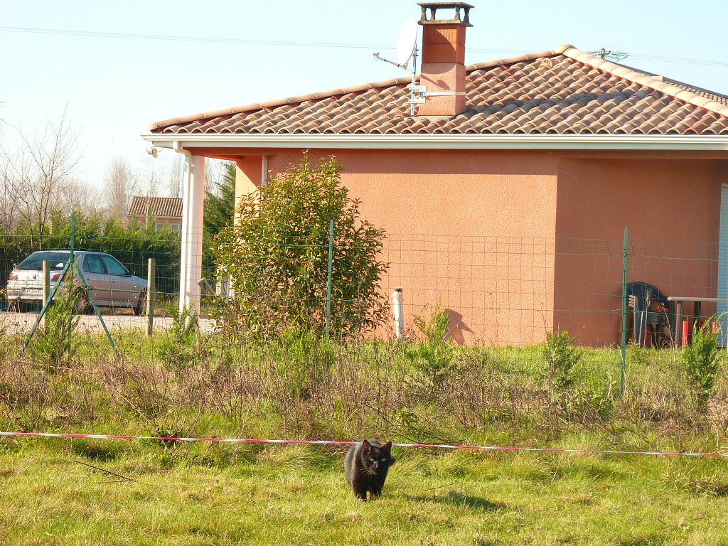 Mon petit chat, Charly, qui s'invite sur le chantier